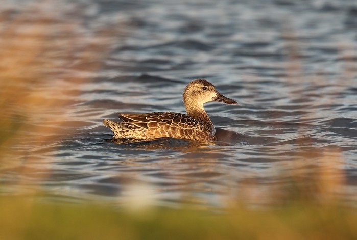 Blue-winged Teal