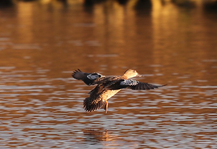 Blue-winged Teal