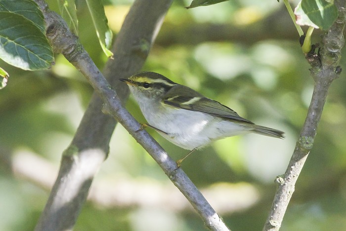 Pallas's Warbler