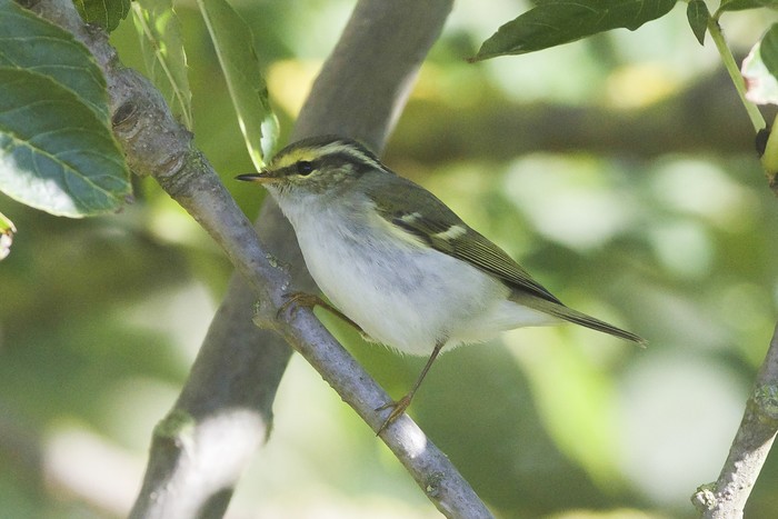 Pallas's Warbler