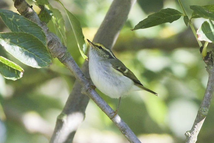 Pallas's Warbler