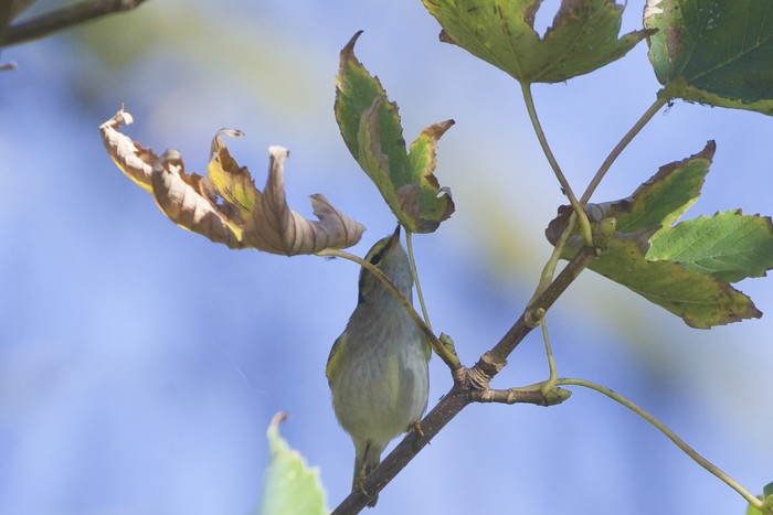 Pallas's Warbler