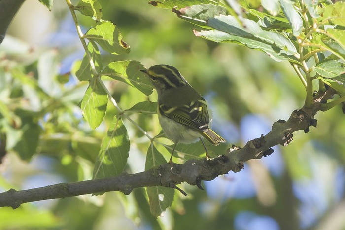 Pallas's Warbler