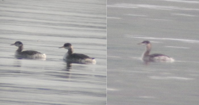 Red-necked Grebe