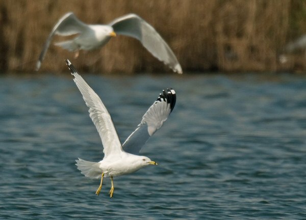 Ring-billed Gull