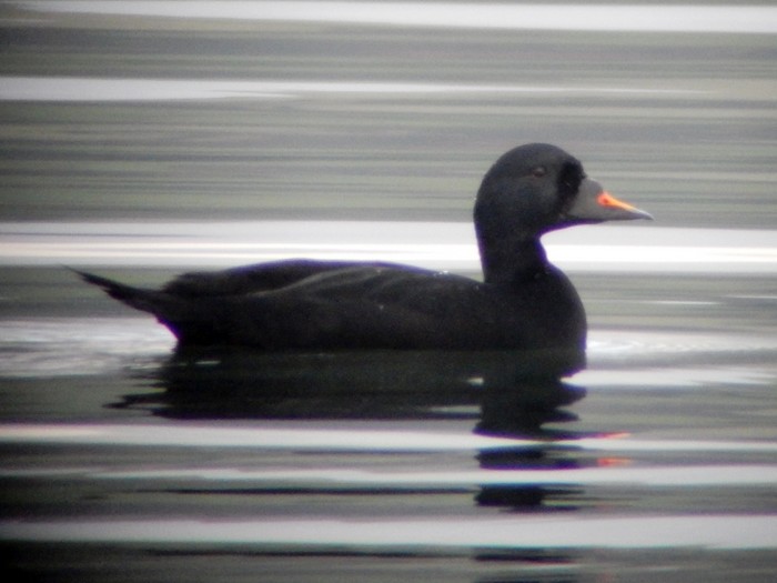 Common Scoter