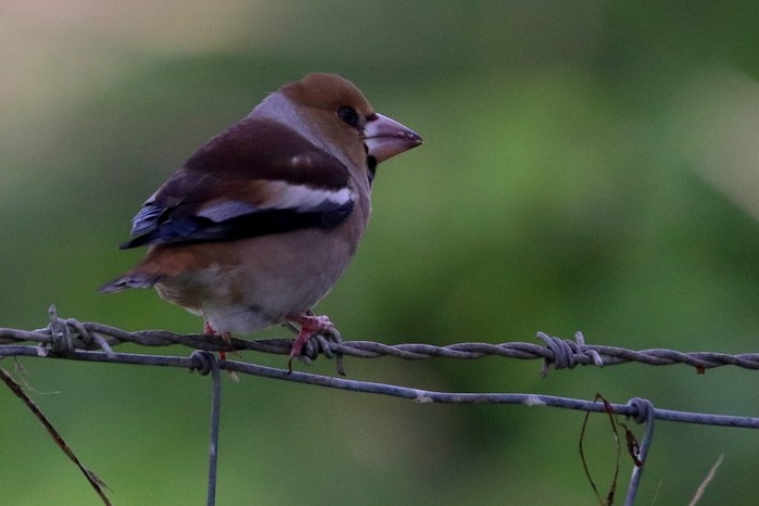 Hawfinch