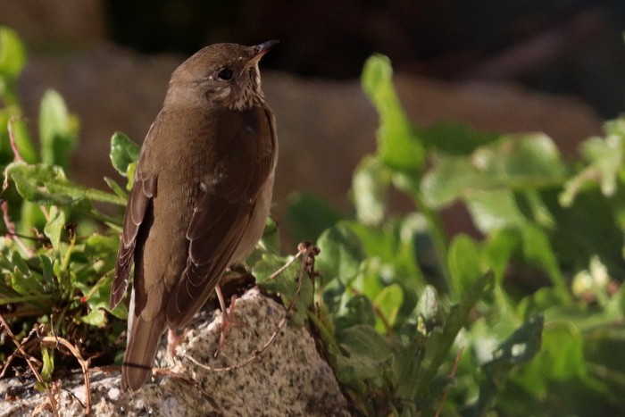 Grey-cheeked Thrush