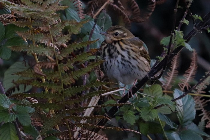 Olive-backed Pipit