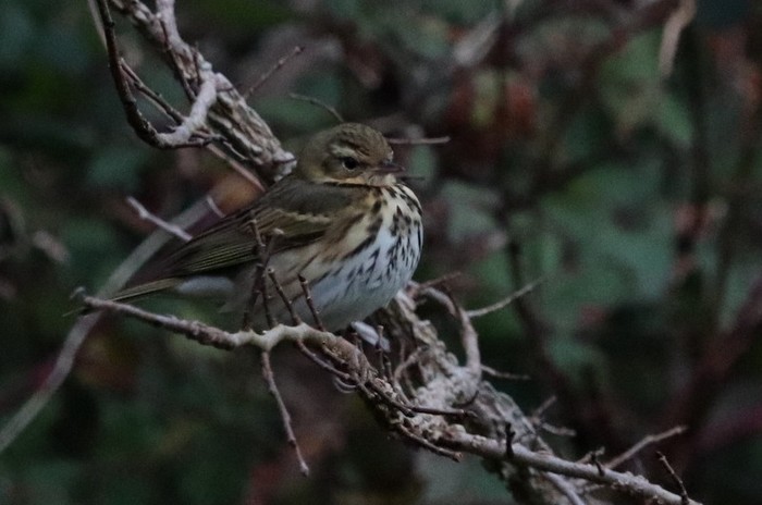 Olive-backed Pipit