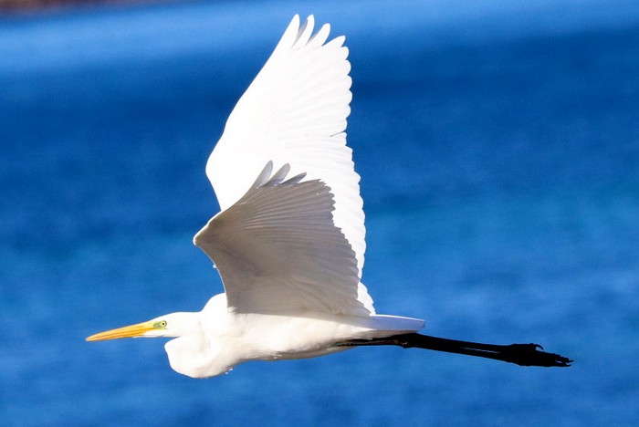 Great White Egret