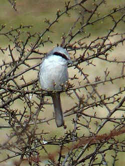 Great Grey Shrike