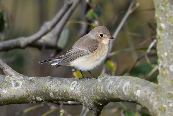 Red-breasted Flycatcher