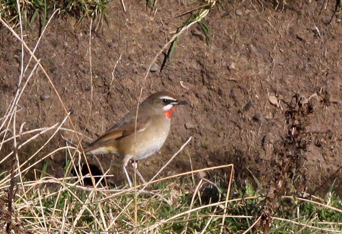 Siberian Rubythroat