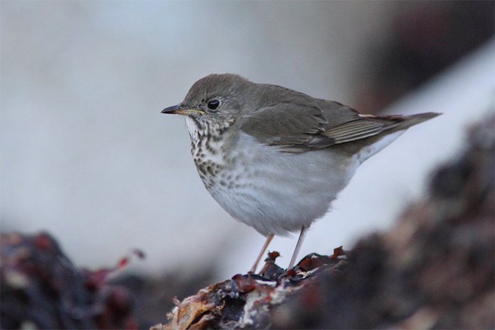 Grey-cheeked Thrush