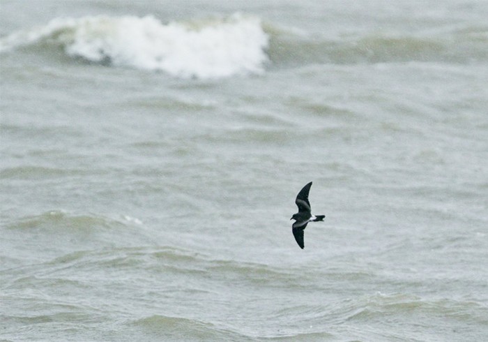 Leach's Petrel