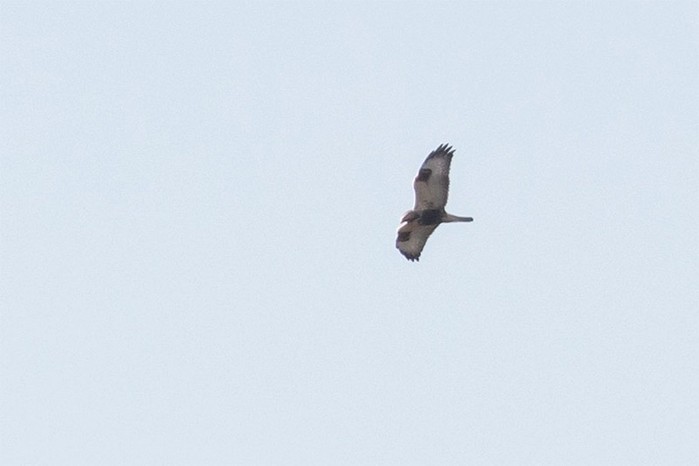 Rough-legged Buzzard