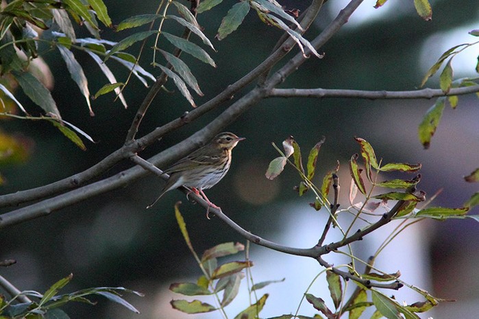 Olive-backed Pipit
