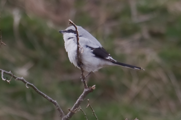 Great Grey Shrike