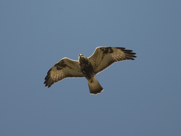 Rough-legged Buzzard