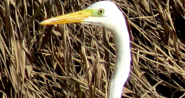 Great White Egret