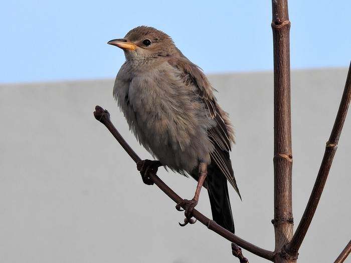 Rose-coloured Starling