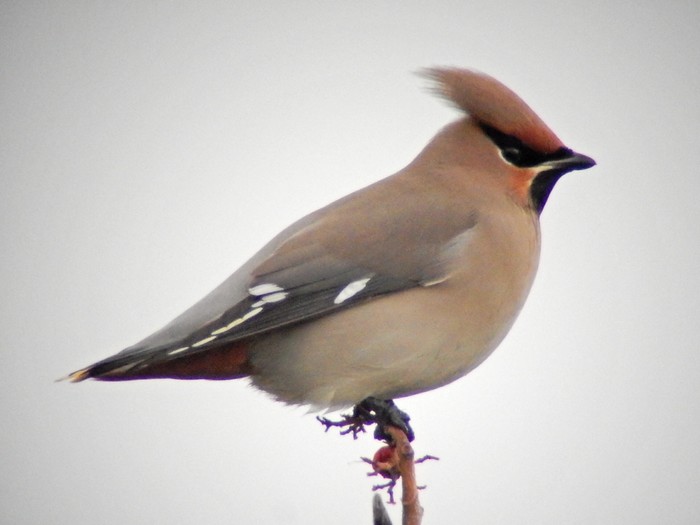 Waxwing