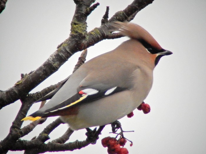 Waxwing