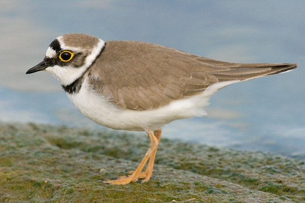 Little Ringed Plover