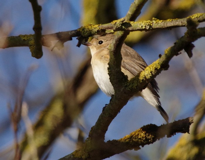 Red-breasted Flycatcher