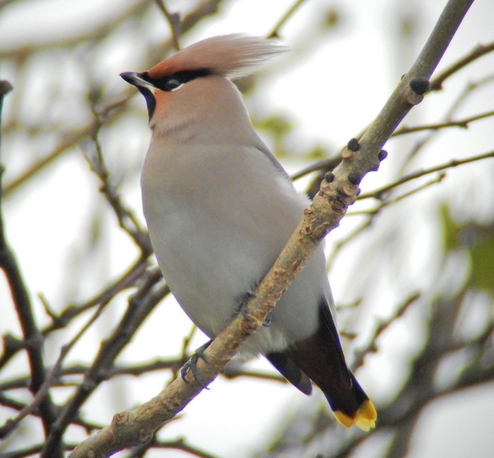 Waxwing