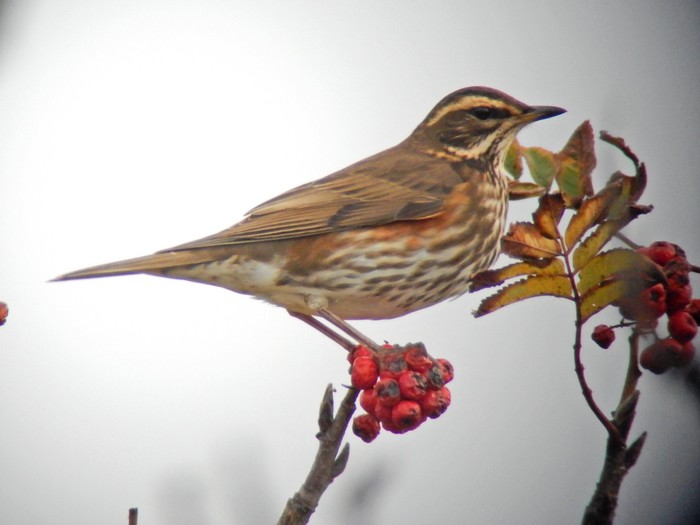 Redwing