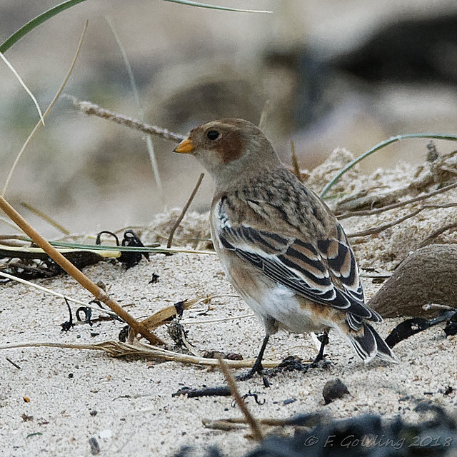 Snow Bunting