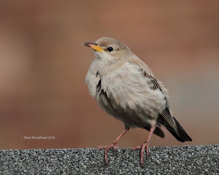 Rose-coloured Starling
