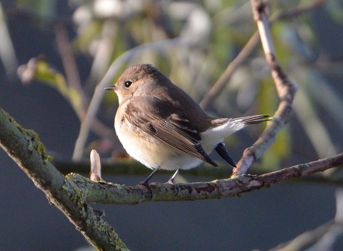 Red-breasted Flycatcher
