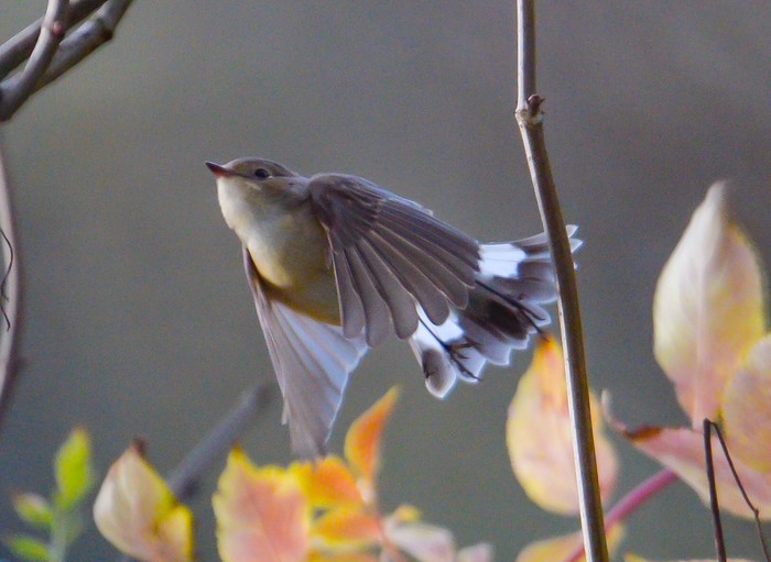 Red-breasted Flycatcher