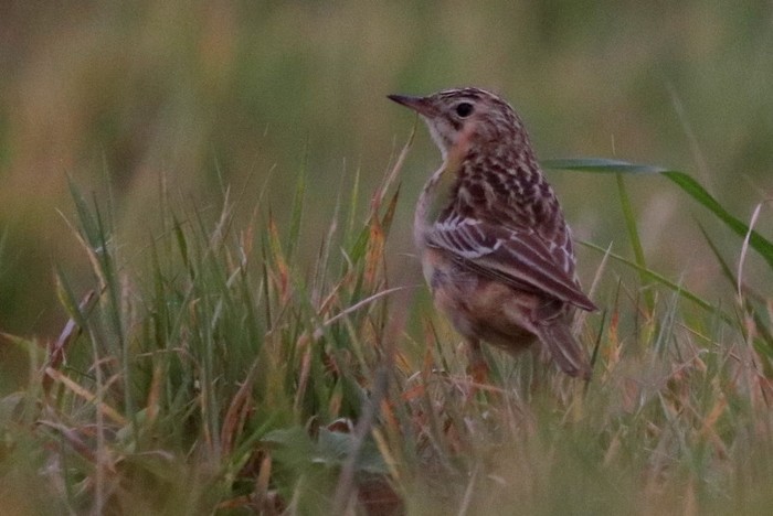 Blyth's Pipit