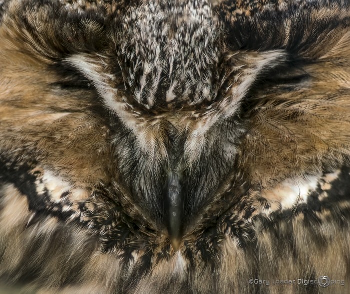Long-eared Owl