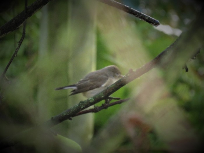 Red-breasted Flycatcher