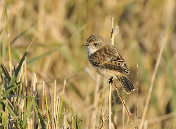 Stejneger's Stonechat