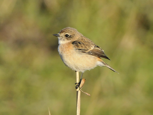 Stejneger's Stonechat
