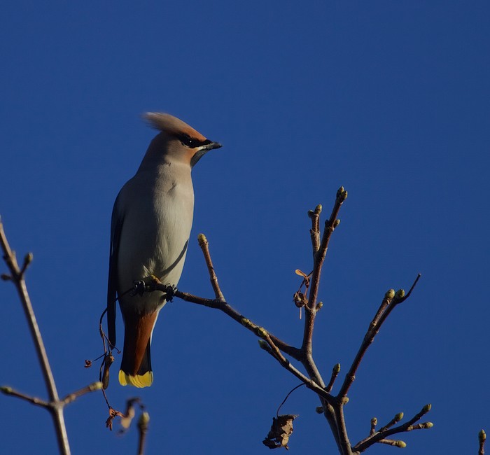 Waxwing