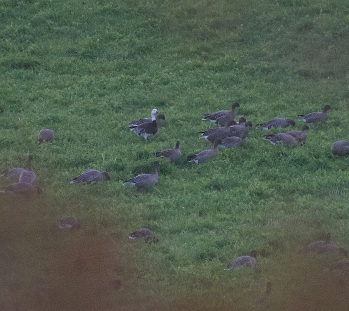 Snow Goose