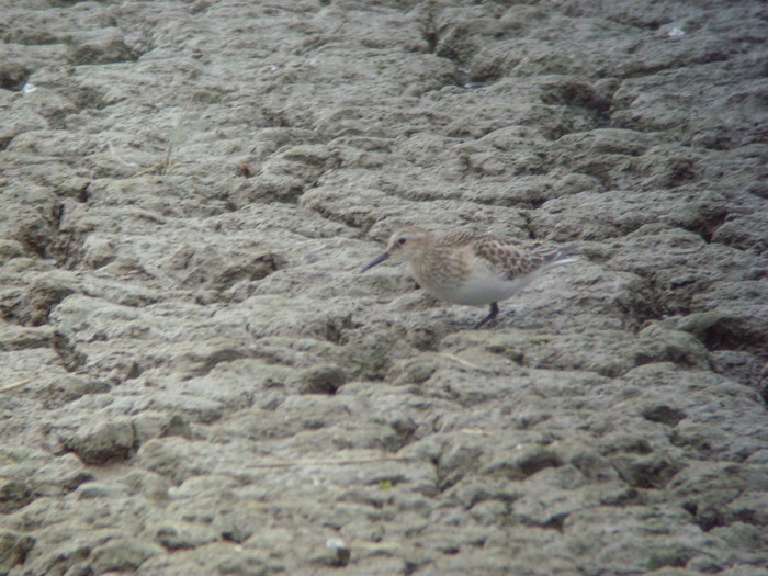 Baird's Sandpiper