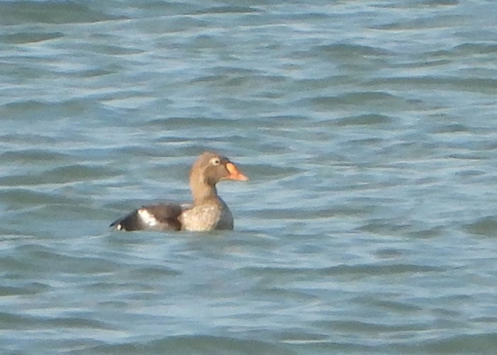 King Eider