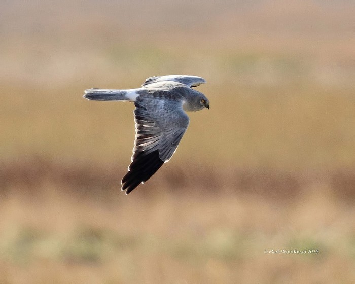 Hen Harrier