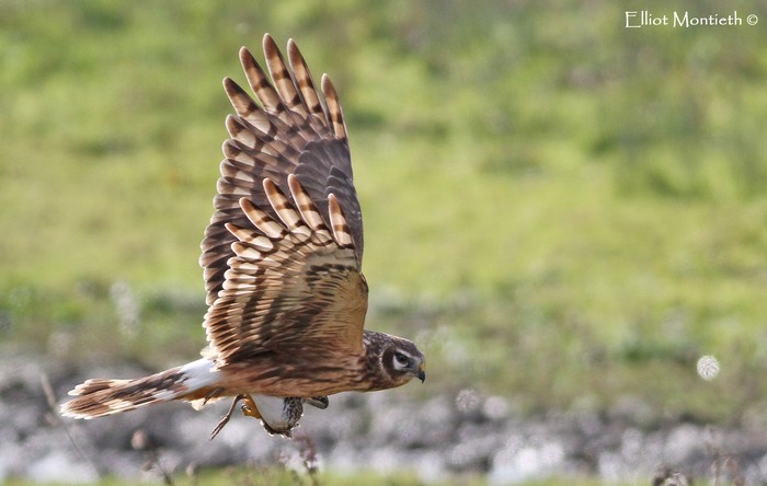 Hen Harrier