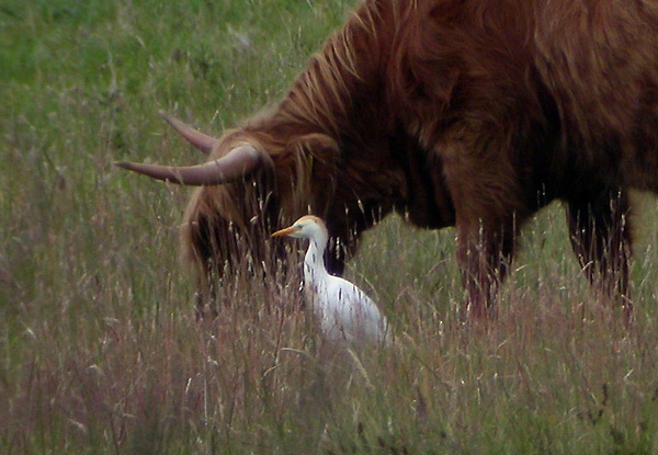 Cattle Egret