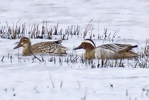 Garganey
