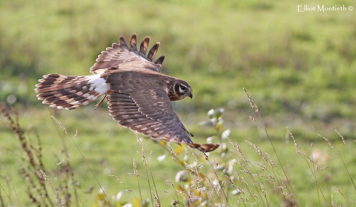Hen Harrier